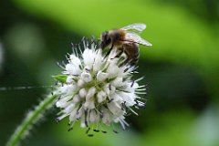 Wespen, Bienen etc